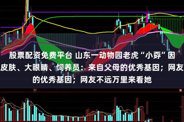 股票配资免费平台 山东一动物园老虎“小孬”因美貌火出圈，白皮肤、大眼睛、饲养员：来自父母的优秀基因；网友不远万里来看她