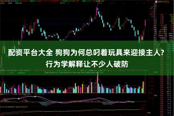 配资平台大全 狗狗为何总叼着玩具来迎接主人? 行为学解释让不少人破防